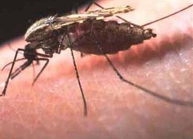 منظمة دولية تحذر من خطر تفشي الملاريا في اليمن مع موسم الأمطار