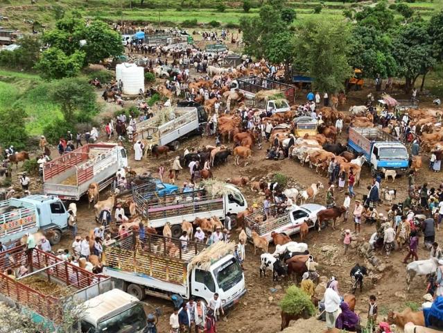أضاحي العيد في اليمن .. بين جشع التجار وعزوف المواطنين